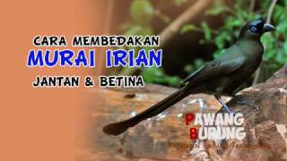 CIRI BURUNG MURAI IRIAN JANTAN amp BETINA [upl. by Anecuza]