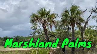 South Carolina Marshes and Palms [upl. by Elysha]