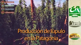 Producción de Lúpulo en Patagonia  Costumbres Rurales Nº 596 [upl. by Irej]