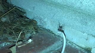 Brown Widow Spider catches a Brown Snake in its web [upl. by Aynod]