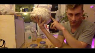 Cloning Fungi on Agar to Make Spawn at Home [upl. by Chris]