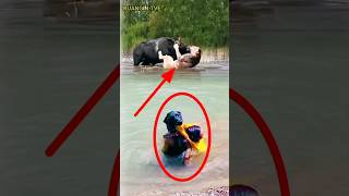 Anjing Pintar Menyelamatkan Manusiahewan animals shortvideos shorts [upl. by Saturday]