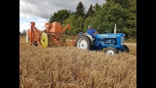 Fordson Super Major with Dronningborg D600 harvester Behind Barley Harvest 2017 [upl. by Uno]