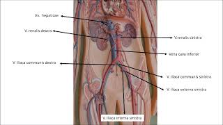 Aorta abdominalisin dallarıKarın arka duvarı damarları anatomisi işaretli [upl. by Aniraz]