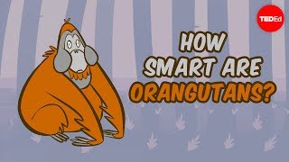 How smart are orangutans  Lu Gao [upl. by Anaujait840]