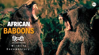 Baboons  Wild Africa हिन्दी डॉक्यूमेंट्री  Wildlife documentary in Hindi [upl. by Gerladina]