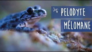 Pélodyte mélomane [upl. by Ahsok]