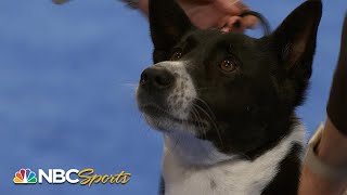 National Dog Show 2023 Herding Group Full Judging  NBC Sports [upl. by Darnell]