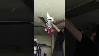 Chewbacca Mask Man beating up a ceiling fan ceilingfan crazy funny shorts [upl. by Doi117]