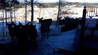 Man feeds large pack of deer [upl. by Fowkes]