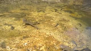 Rana graeca tadpoles and Bombina variegata [upl. by Adham]