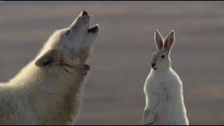 Wolf Pack Hunts A Hare  The Hunt  BBC Earth [upl. by Burd]