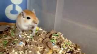 Super Cute gerbil squeaking when being petted [upl. by Ardnaik905]