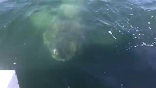 Giant Shark Encounter Barnstable Harbor Cape Cod 2017 [upl. by Arytahs545]