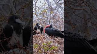 Wildlife birdsFrigate bird Fregata wildlife birds [upl. by Capriola865]