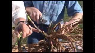 Dividing Peonies with Adelman Peony Gardens [upl. by Lynnell]