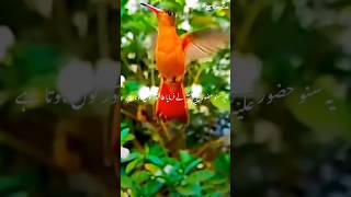 Hadees Mubarak isalmiceducation quran viralvideo [upl. by Stretch]