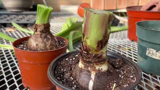 How to get Amaryllis Bulbs to ReBloom [upl. by Zane]