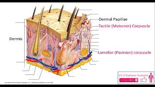 Anatomy of the skin  Epidermis amp Dermis layers  Epidermis amp Dermis Structures [upl. by Erena62]