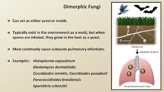 Classification and Structure of Fungi Fungal Infections  Lesson 1 [upl. by Jeffy]