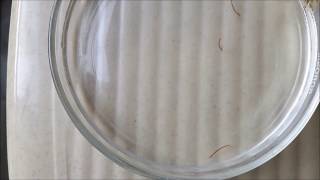 Bloodworm  Chironomidae  Larvae of Midge Fly [upl. by Asirrak]