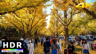 【4K HDR】Autumn Leaves in Tokyo  Jingu Gaien Ginkgo Avenue  Japan Walking Tour 2020 [upl. by Nellda]