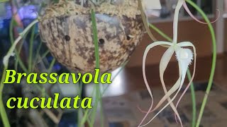 Brassavola cuculata и её гибриды [upl. by Assiram288]