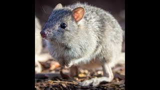 Northern Bettong [upl. by Noroj]