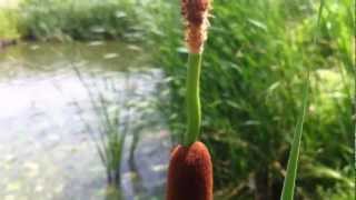 Lesser Bulrush Typha Angustifolia L  20120623 [upl. by Ainirtak]