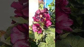 Hollyhock flower plant [upl. by Ariahaj273]