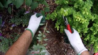 HOW TO Natural trim Gold Barberry [upl. by Ratib]