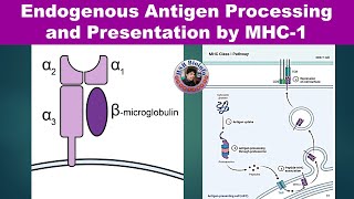 Endogenous Antigen Processing and PresentationMHC1  Cytosolic Pathway  Immunology  HSR Bioinfo [upl. by Switzer250]