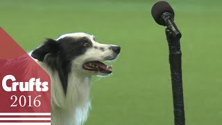 Freestyle Heelwork To Music Competition  Part 1  Crufts 2016 [upl. by Edmea229]