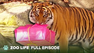 Adorable Tiger Cubs Triplets Celebrate Their 1st Birthday  The Zoo [upl. by Alithea]