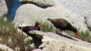 Black Oystercatchers Rock Tossing [upl. by Enyawad]