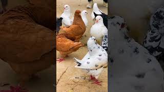 Part 125 pigeon birds animals pets rotanafarm [upl. by Benedetta]