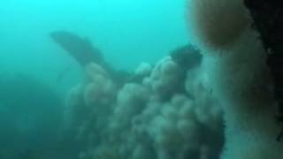 Diving the HMS Witherington wreck South Shields 2004 [upl. by Anileva]