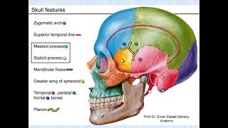 Norma Lateralis of the skull [upl. by Bassett]