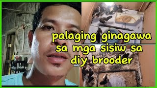 Palaging ginagawa sa mga sisiw sa diy brooderbrooder chicks nativechickenfarming [upl. by Gerome]