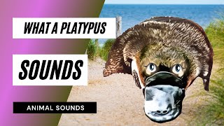 What a Platypus Sounds Like  Animation  mp3 [upl. by Natassia]