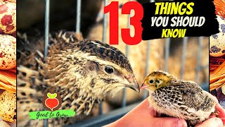 13 KEY Things You Need to Know About Raising Coturnix Quail for Eggs and Meat [upl. by Sy]