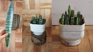 Unique way to propagate Snake Plant from leaf Cuttings [upl. by Madian921]