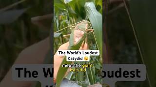 The world’s loudest Katydid  The Giant Katydid shorts [upl. by Blaise]