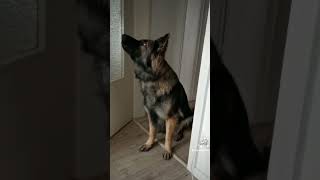 German shepherd howling [upl. by Erdied935]