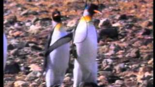 Penguins Walkman Advert 1996 [upl. by Odnomyar]