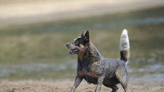 How to Train Your Australian Cattle Dog Tips amp Techniques [upl. by Mada]