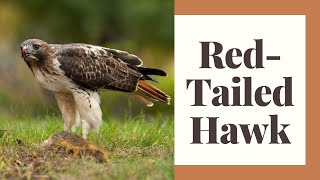 All About The Red Tailed Hawk [upl. by Ssecnirp849]