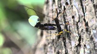 Giant Black Ichneumon Wasp Megarhyssa atrata ovipositing [upl. by Aihsotan]