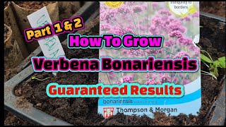 How to grow Verbena Bonariensis guaranteed results wl [upl. by Anyahs168]