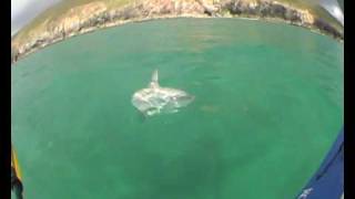 Ocean Sunfish off Cornwallsea kayaking [upl. by Anead]